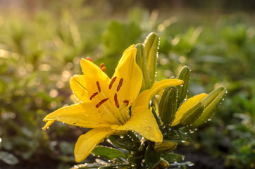 Beautiful flower in the garden