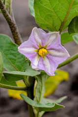 Small beautiful wildflower