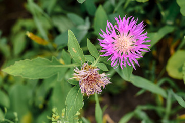 Beautiful small wild flower