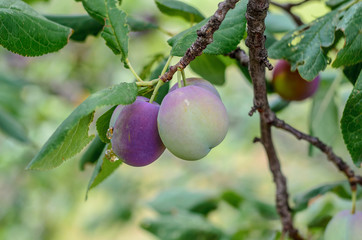 Juicy plums on a tree branch