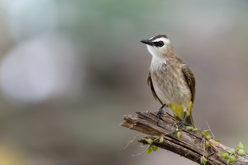 Closeup of brown mature bird ,front view..Yellow vented bulbul  bird perching on broken branch looking for food with natural blurred  background.
