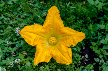 Beautiful flower in the garden