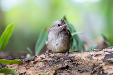 Closeup of fledgling bulbul bird ,one week out of the nest..Yellow vented bulbul  bird juvenile standing on old log looking toward a photographer with green natural blurred  background .
