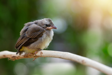 Closeup of fledgling bulbul bird ,a  week out of the nest..Yellow vented bulbul  bird juvenile perching on branch waiting   food from parent with green natural blurred  background,selective focused..