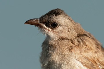 Closeup of Juvenile bulbul bird,three weeks out of the nest..Portrait of Yellow vented bulbul  bird juvenile on pale blue  background ,side view.