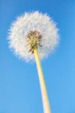 Dandelion on a blue background. Detailed picture of a flower.