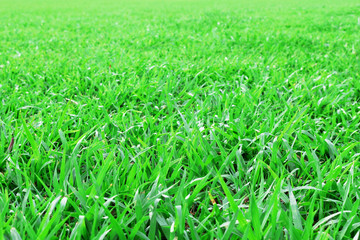 Beautiful lawn in the summer