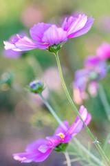 Cosmos Bipinnatus - Cosmos flower in the evening light