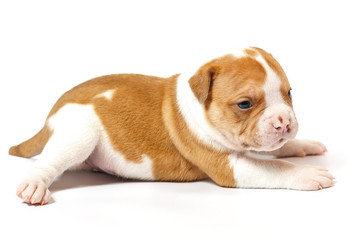 American bulldog puppy on white background