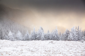 winter landscape with snowy fir trees in the mountains