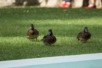 Patos paseando en grupo por el césped