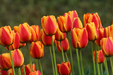 Obraz premium Tulips in full bloom