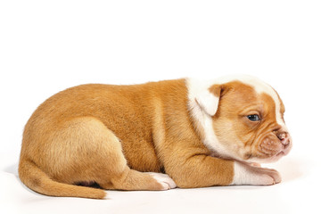American bulldog puppy on white background