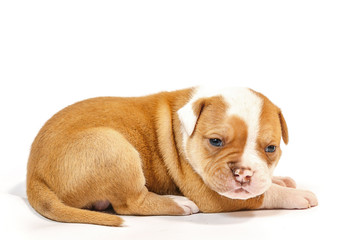 American bulldog puppy on white background