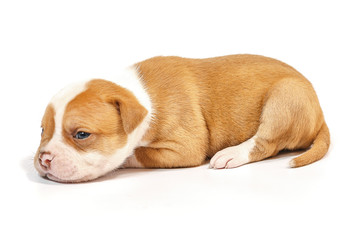 American bulldog puppy on white background