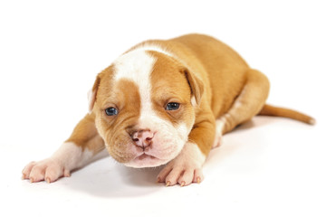 American bulldog puppy on white background