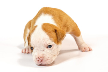 American bulldog puppy on white background