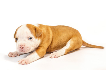 American bulldog puppy on white background