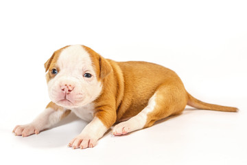 American bulldog puppy on white background