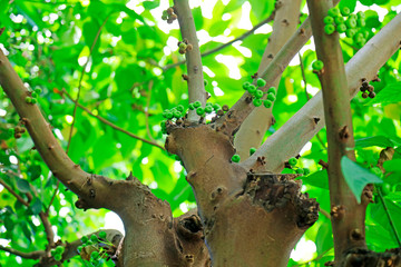 Banyan in the botanical garden
