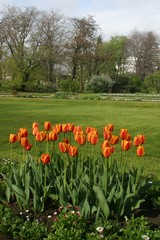 Tulips in full bloom