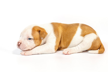 American bulldog puppy on white background