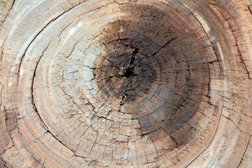 Naklejka premium Tree ring in the wild