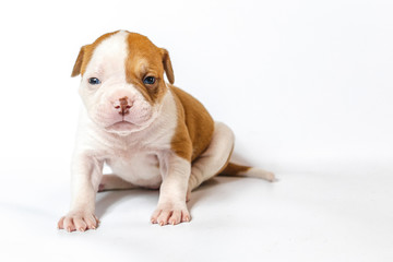 American bulldog puppy on white background