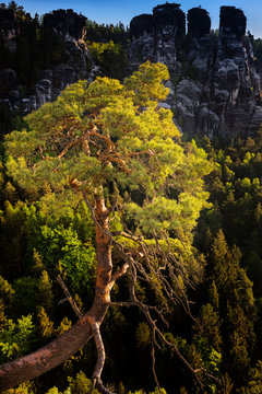 Laerche, Kiefer, Bastei bei Rathen, Nationalpark Saechsische Schweiz, Elbsandsteingebirge, Sachsen, Deutschland