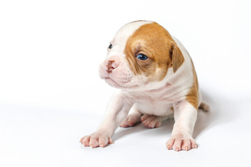 American bulldog puppy on white background
