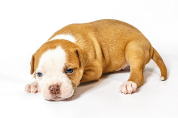 American bulldog puppy on white background