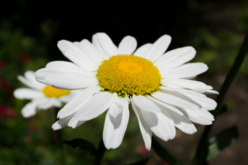 Obraz premium daisy in the grass