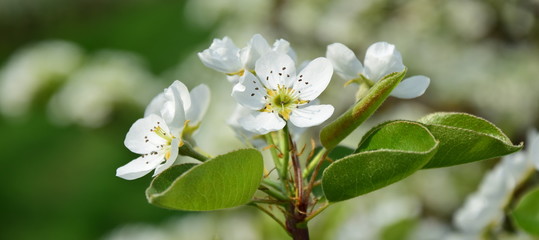 Wunderschöne Birnenblüten im Sonnenschein