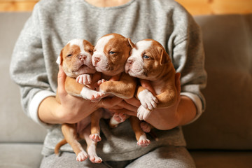 American Bulldog puppies in the arms of a girl