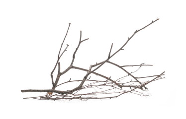 Dry branch, twig isolated on white background