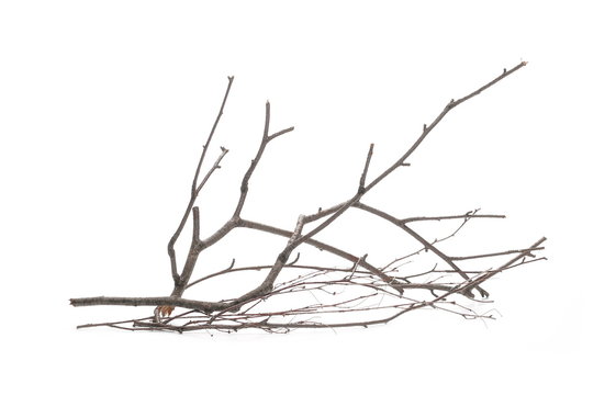 1,624,642 Twigs Images, Stock Photos, 3D objects, & Vectors
