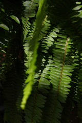 green leaf fern texture in wild nature