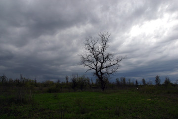 Mysterious branches of dead tree