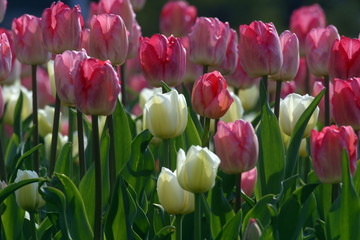 Colorful tulips in spring