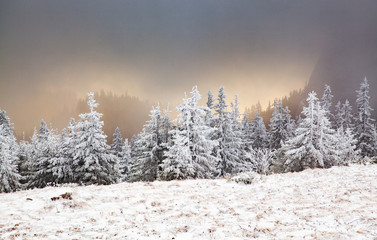 Obraz na płótnie Canvas winter landscape with snowy fir trees in the mountains