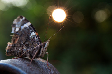 butterfly on a leaf