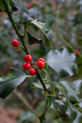 Holly plant with reds fruits