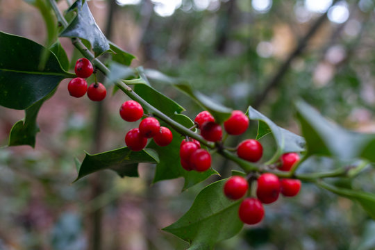 Holly plant with reds fruits