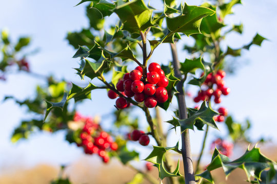 Holly plant with reds fruits