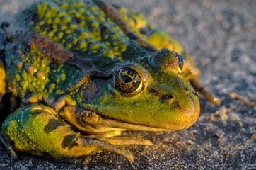 Frog intently watching you