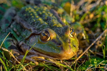 Frog intently watching you