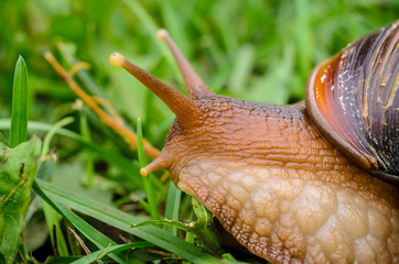 Cute Snail in the green grass