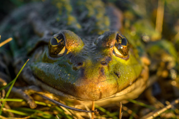 Frog intently watching you