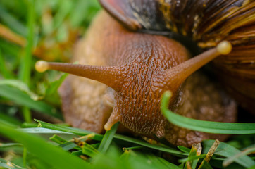 Cute Snail in the green grass