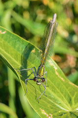 Beautiful dragonfly on the grass